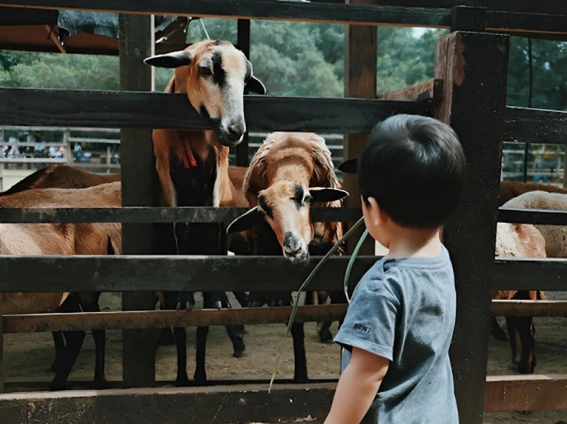 Mengapa Akikah Anak Laki-laki Dua Ekor Kambing dan Perempuan Hanya Satu?