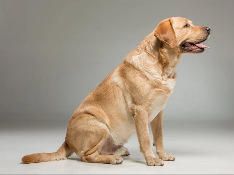 Bolehkah Orang Islam Memelihara Anjing?