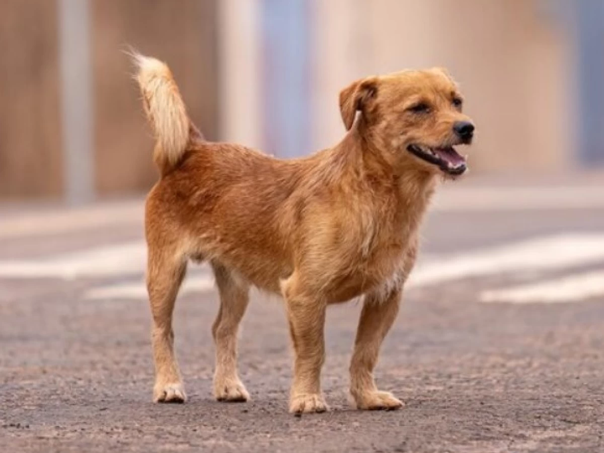 Hukum Memelihara Anjing dalam Islam: Perhatikan Syarat dan Ketentuannya