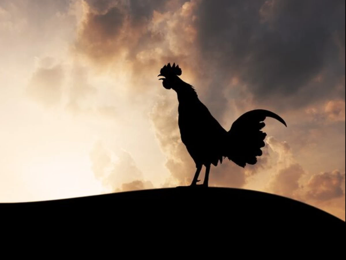 Ayam Jago selalu Berkokok saat Terbit Fajar: Ini Rahasia dan Doanya