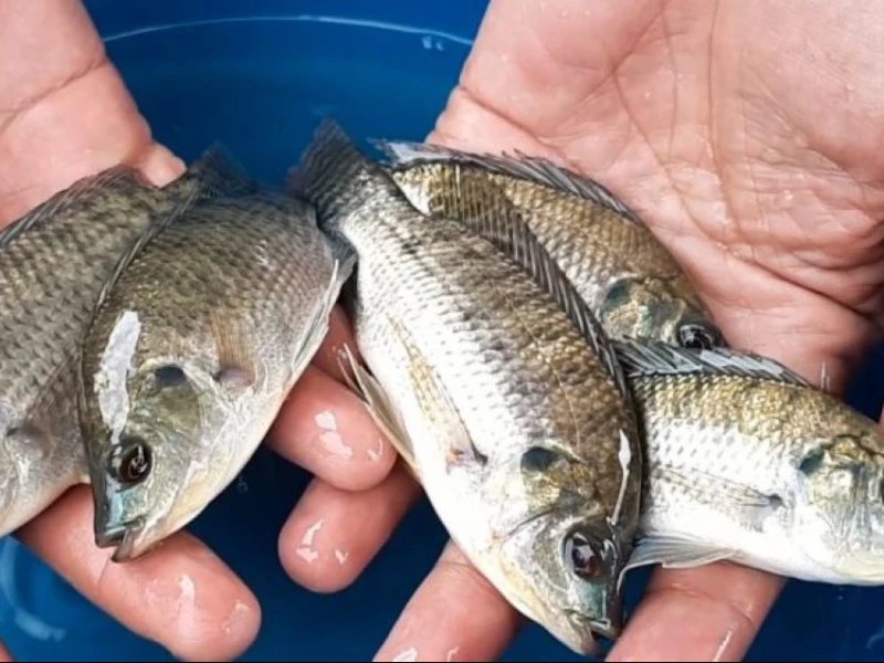 Bukan Hanya Sapu-sapu, Inilah Ikan Invasif yang Merusak Perairan Indonesia