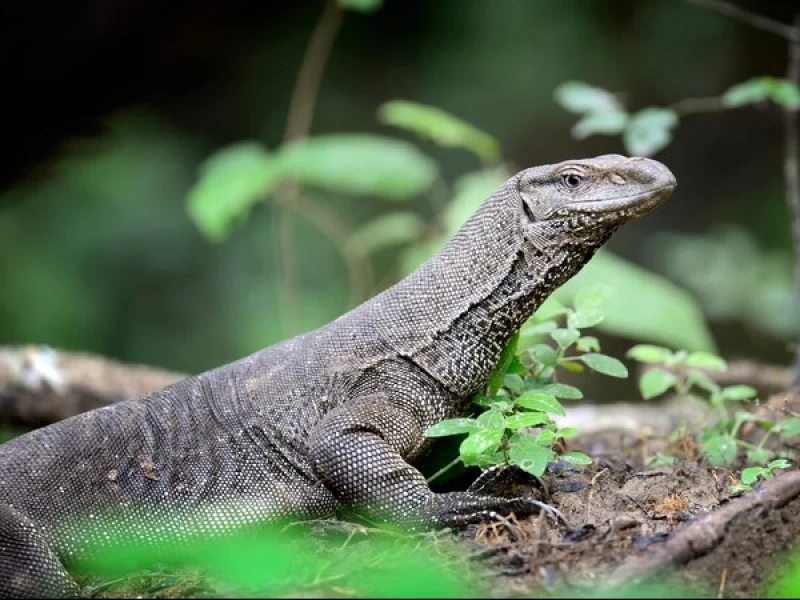 Bolehkah Makan Daging Biawak Air?