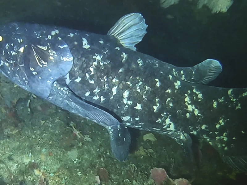 Ikan Purba Coelacanth: Hanya Ditemukan di Indonesia dan Afrika