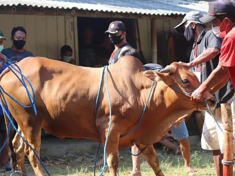 Kurban, Sedekah, dan Batas Taufiqi