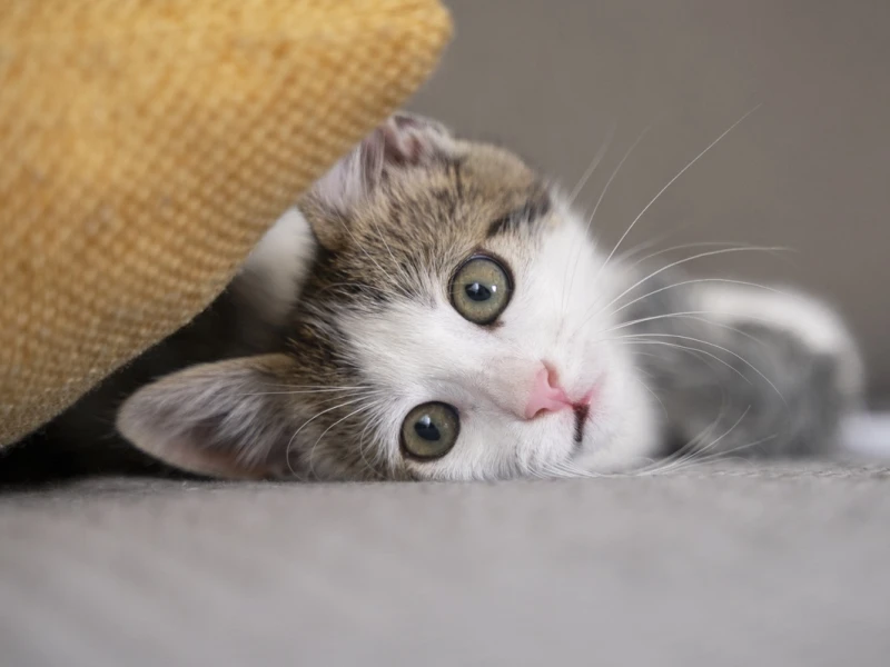 Sering Bikin Ribet, Ini Hukum Rontokan Bulu Kucing