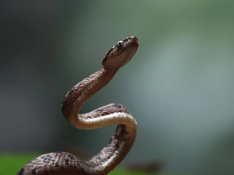 Bolehkah Makan Daging Ular saat Tersesat di Gunung?