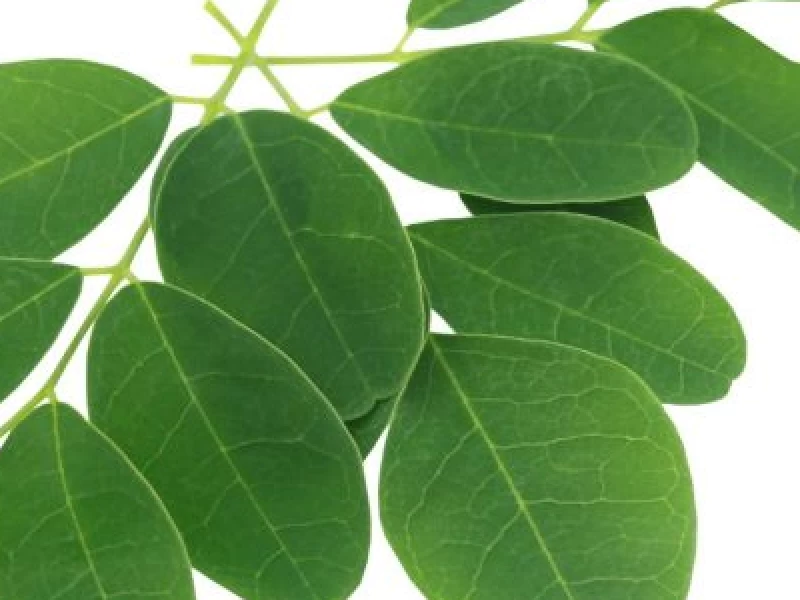 Daun Kelor Pengganti Susu Makan Bergizi Gratis (MBG), Simak Manfaatnya untuk Kesehatan