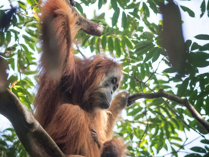 Hampir Punah, Habitat Orangutan Tapanuli Terancam Ekspansi Tambang