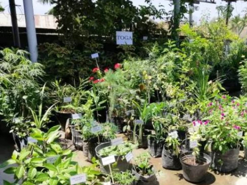 Rekomendasi Tumbuhan Herbal yang Mudah Ditanam di Rumah