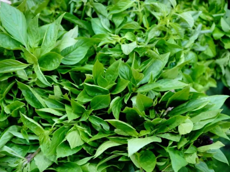 Manfaat Daun Kemangi untuk Kesehatan dan Kandungan Nutrisinya