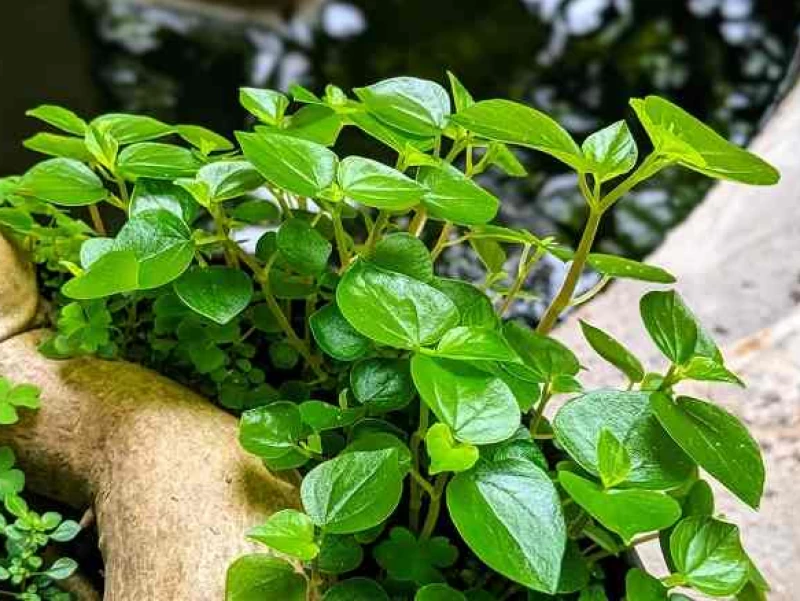 Ketahui Aneka Manfaat Daun Sirih Cina untuk Kesehatan