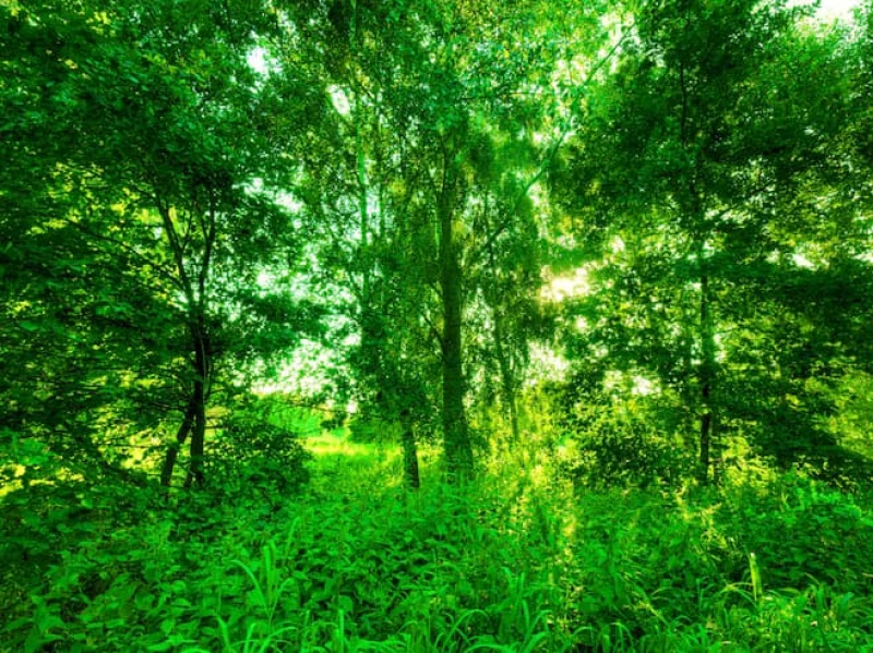 Belajar dari Muhammadiyah, Tanah Wakaf Disulap Jadi Hutan dan Ekowisata