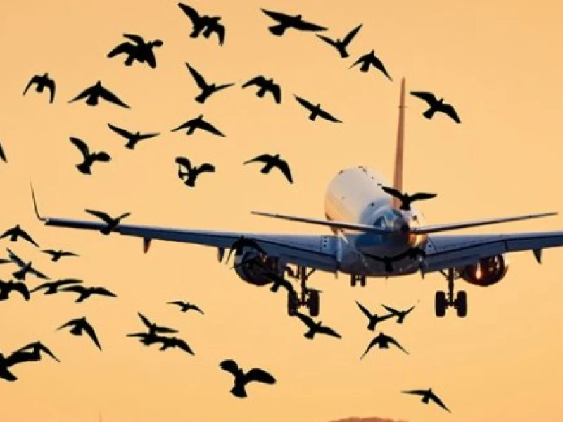 Daftar Kecelakaan Pesawat Akibat Bird Strike: Ethiopian Airlines hingga Jeju Air