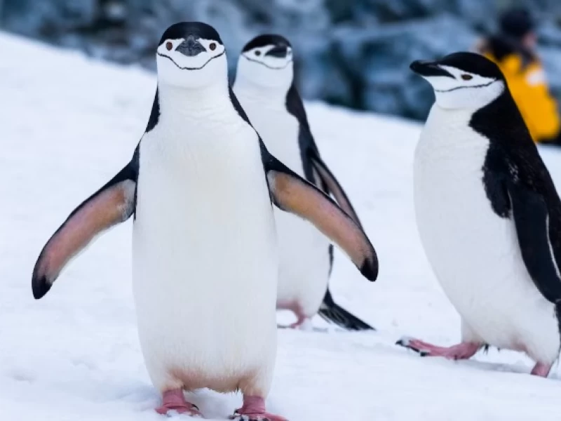 Tanggal 20 Januari Hari Apa, Hari Penguin dan Hari Inagurasi Presiden AS