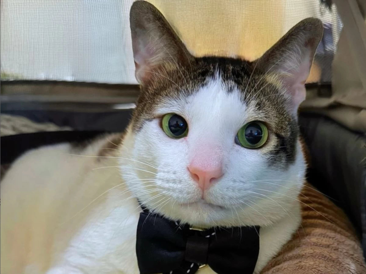 Bukan soal Bobby Kertanegara Tinggal di Istana Negara, tapi Status Hukum Bulu Kucing