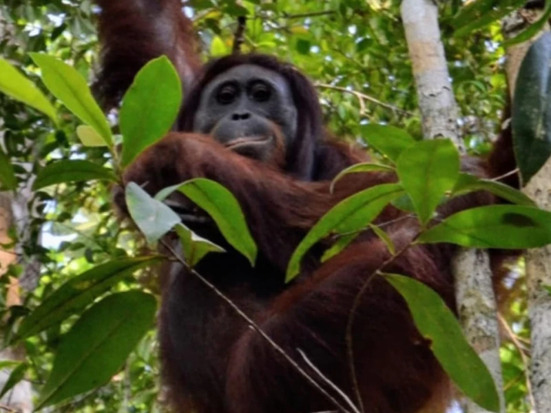 Deforestasi Hampir 1.000 Hektar di Kapuas Hulu Ancam Habitat Orang Utan