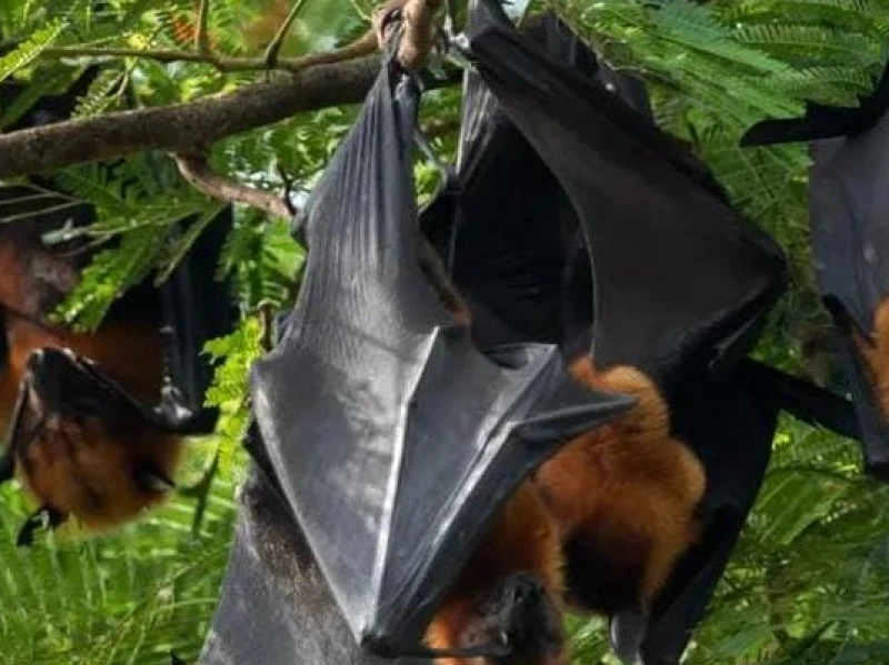 Mengenal Virus Nipah, Penyakit Mematikan dari Kelelawar yang Jadi Perhatian Dunia