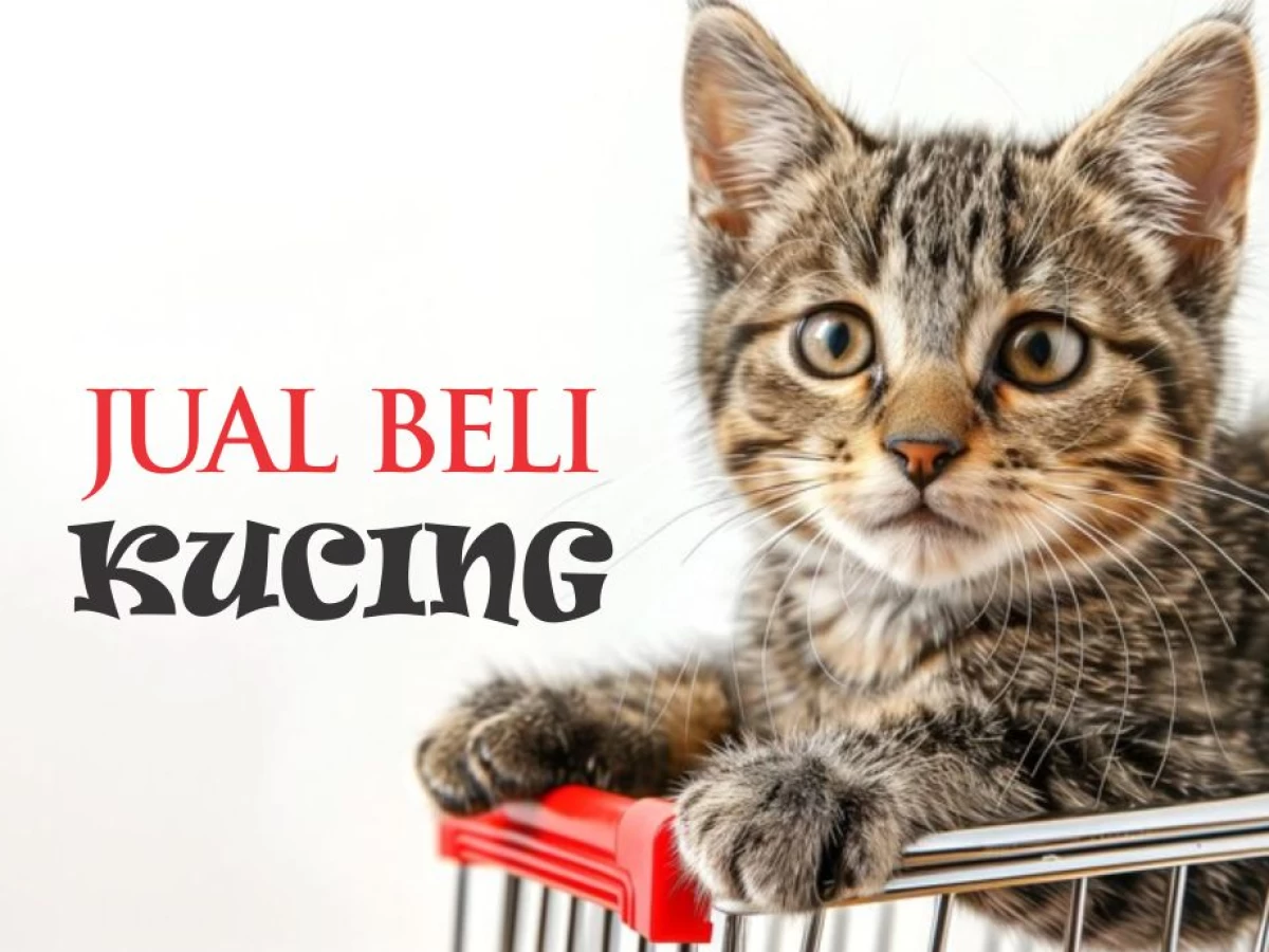 Benarkah Jual Beli Kucing Dilarang dalam Islam?