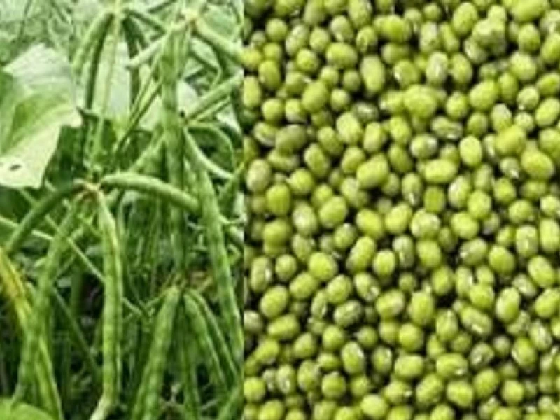 Ketahui Manfaat Kacang Hijau untuk Kesehatan dan Kandungan Nutrisinya