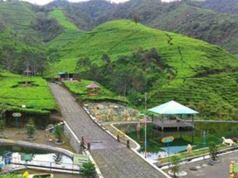 Liburan ke Kebun Teh, Ini Tips dan Persiapan yang Perlu Dilakukan untuk Pengalaman Tak Terlupakan