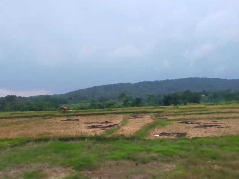 Mengenal Kemarau Basah: Penyebab, Tanda, dan Dampaknya