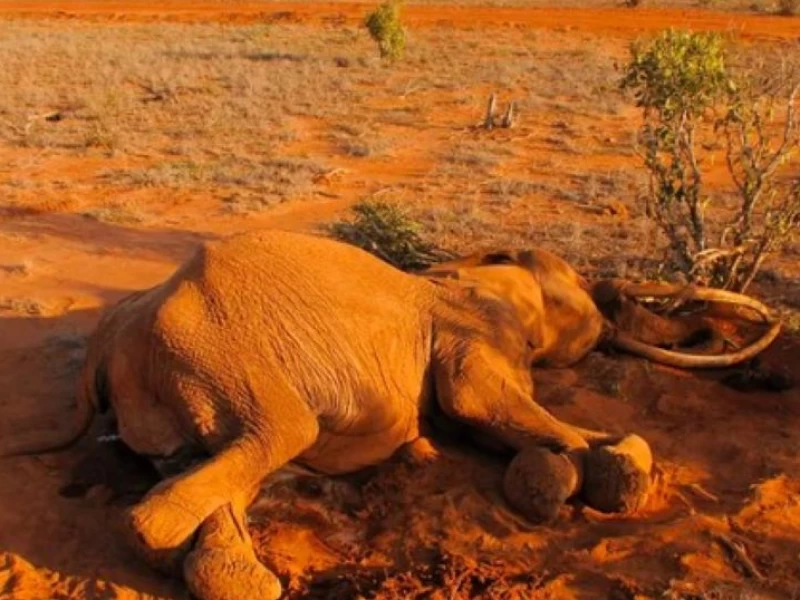 Kematian 350 Gajah di Botswana Afrika Selatan Akibat Krisis Iklim
