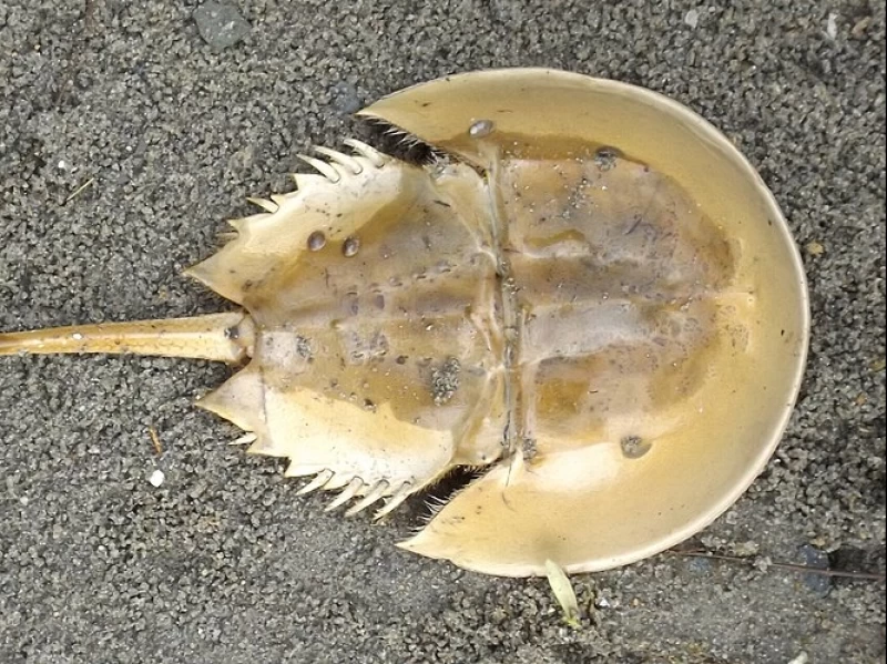 Hukum Makan Kepiting Tapal Kuda