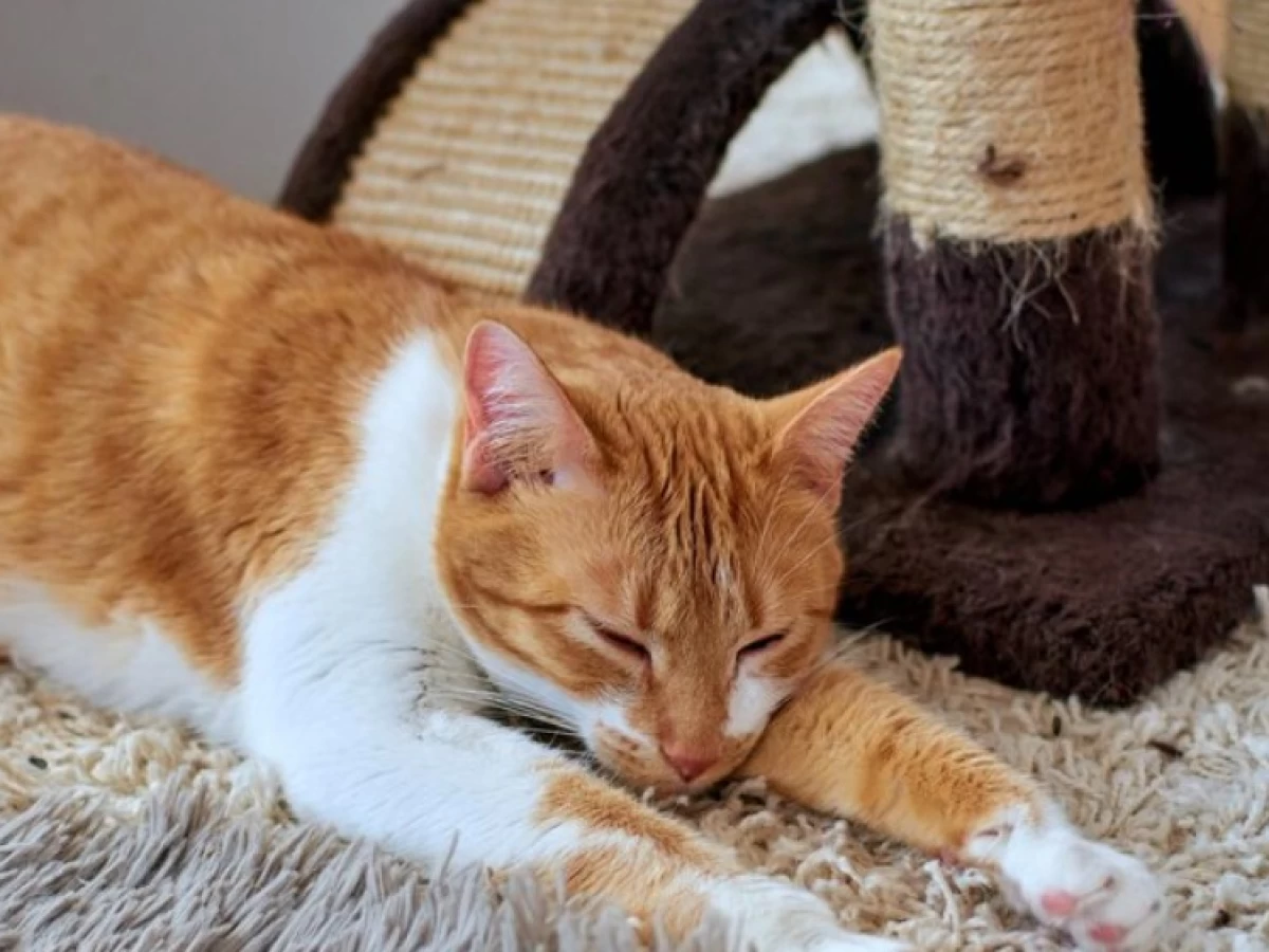 Sajadah untuk Tiduran Kucing, Najiskah?