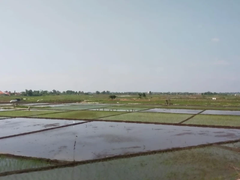 Kemarau Basah Diprediksi hingga Agustus, Apa yang Harus Dilakukan?