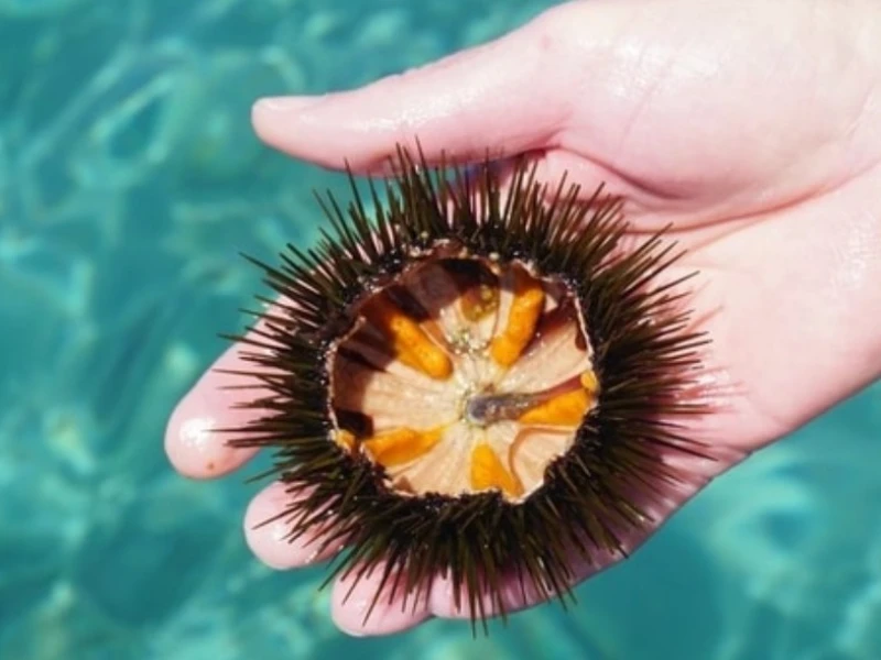 Hukum Makan Bulu Babi atau Landak Laut