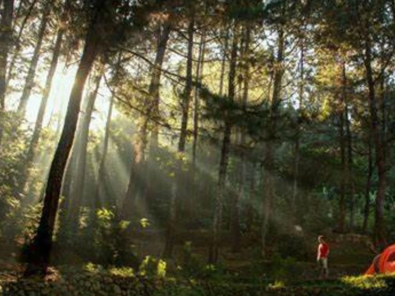 Mandi Hutan, Obat Beragam Penyakit dengan Harga Paling Murah