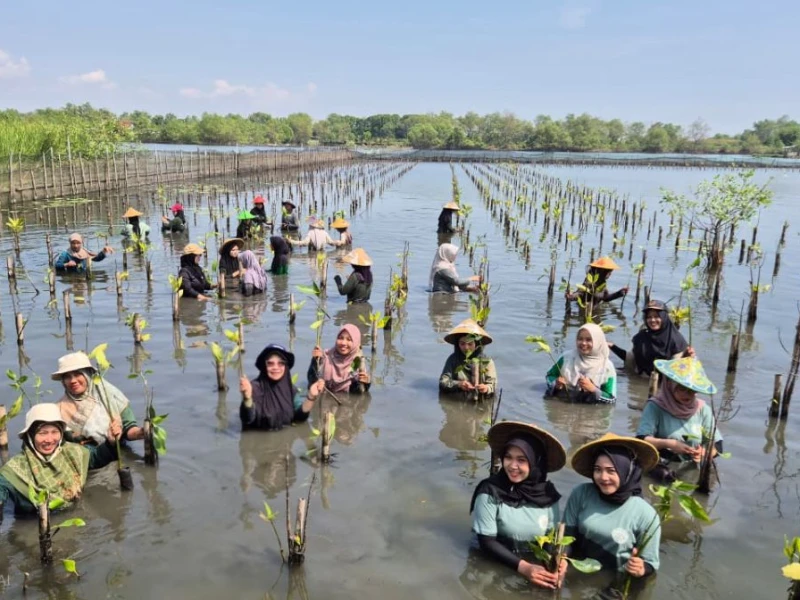 Menanam Mangrove, Perempuan Pesisir Utara Pekalongan Menanam Kehidupan