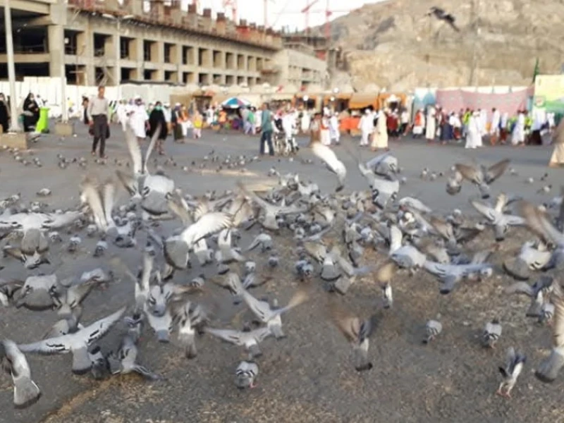 Larangan Menggertak Burung Merpati di Tanah Haram