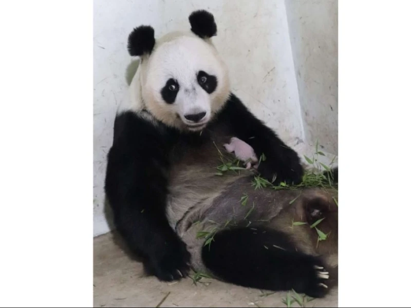 Bayi Panda Pertama Lahir di Indonesia, Jadi Simbol Diplomasi RI–Tiongkok