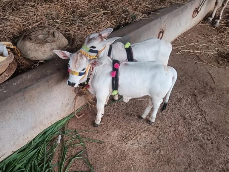 Hukum Berkurban dengan Sapi Mini atau Kerdil