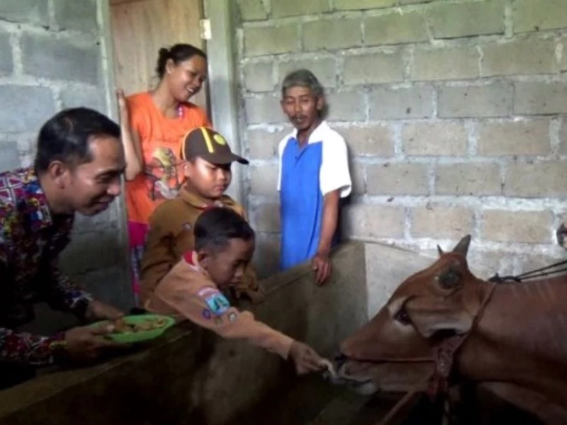 Sapi Makan Martabak? Bisa, tapi Martabak Bukan Makanan Alami untuk Sapi
