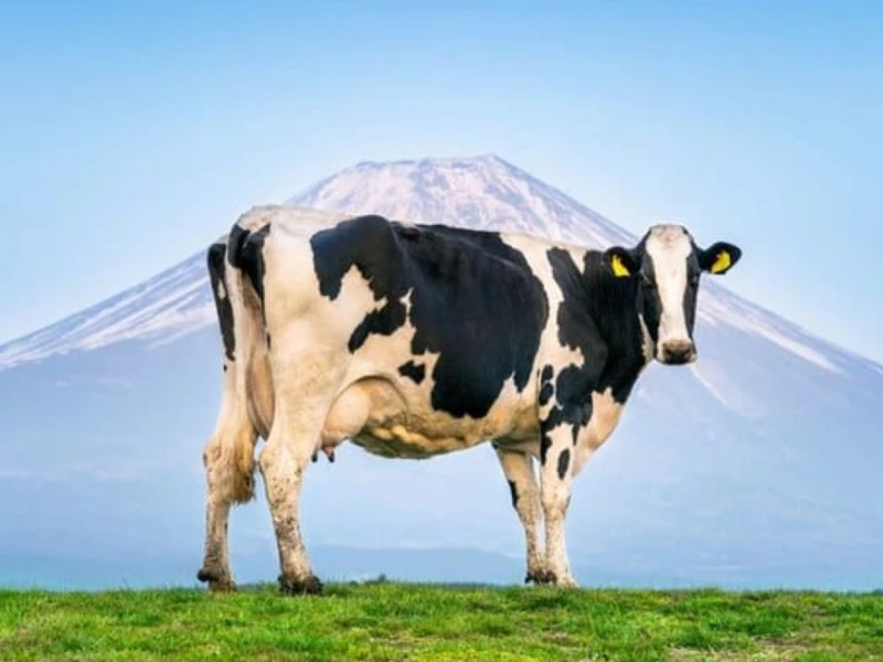 Sapi: Persoalan Ekologi, Agama, dan Kebijakan Pemerintah Indonesia