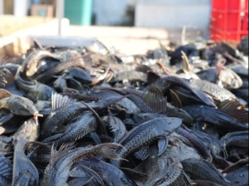 Peneliti BRIN Ungkap Strategi Pengendalian Populasi Ikan Sapu-sapu