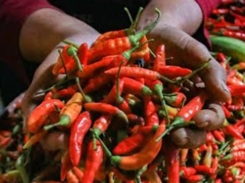 Harga Cabai Rawit Tembus Rp99.550 per kg, Cabai Merah Keriting Rp108.750 per kg