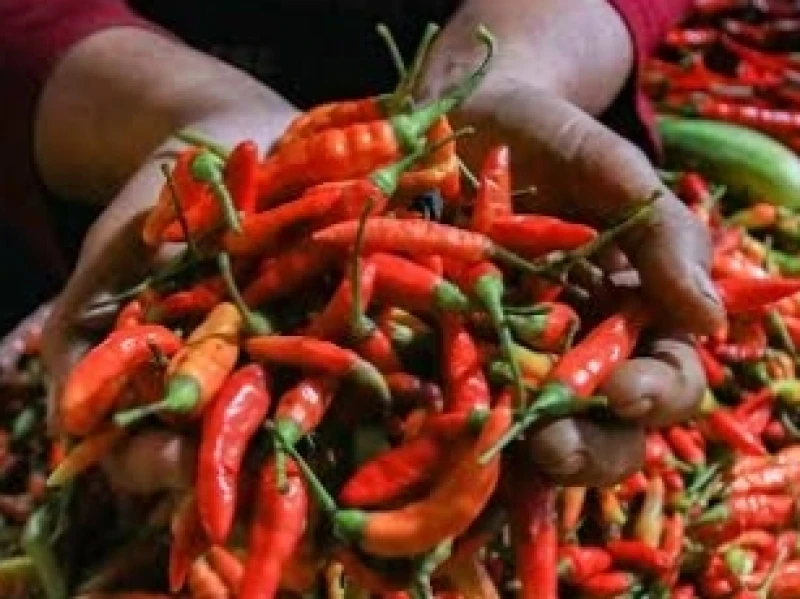 Harga Cabai Rawit Masih Tembus Rp132.850 per kilogram, Pedagang Keluhkan Pasokan dari Petani