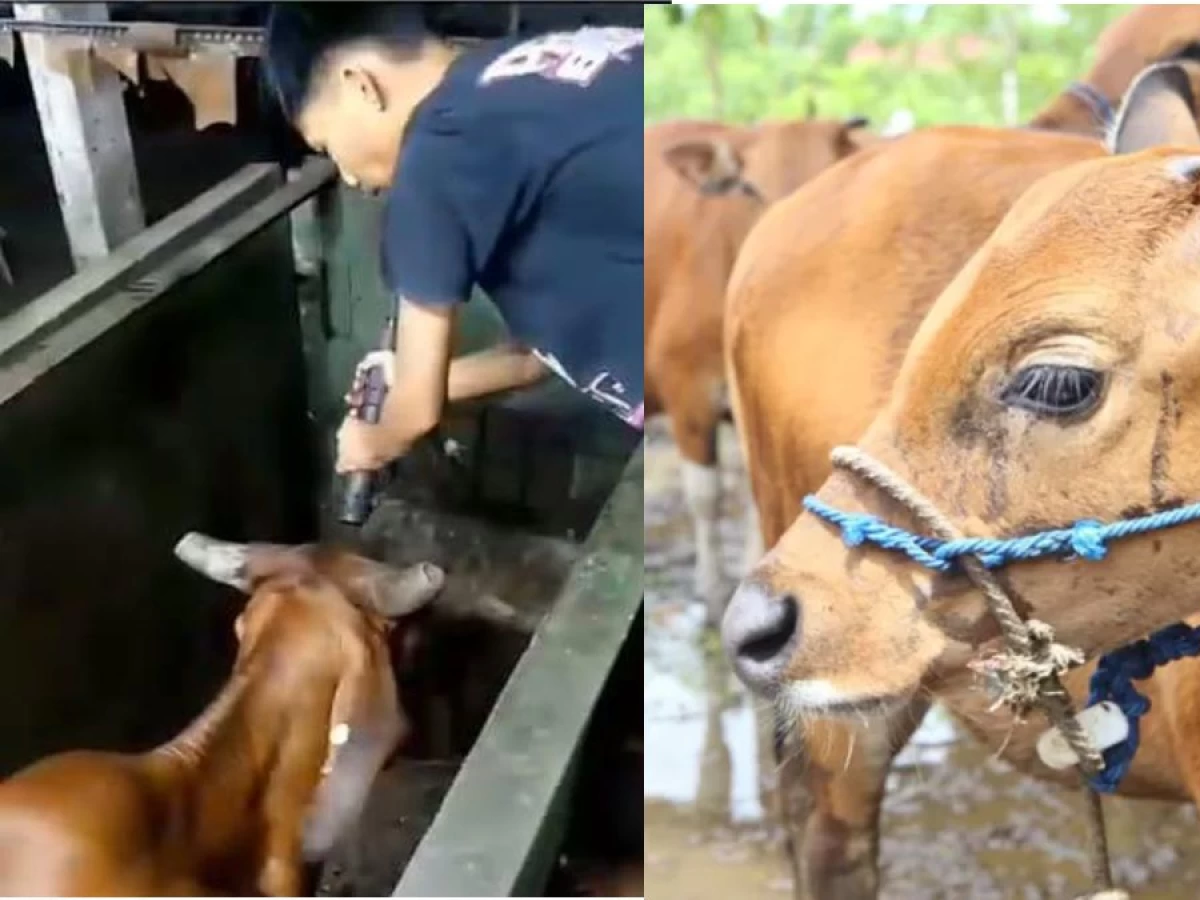 Viral Sapi Dipingsankan Sebelum Disembelih, Bagaimana Hukumnya?