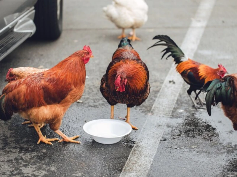 Apakah Kotoran dari Hewan yang Halal Dimakan Termasuk Suci?