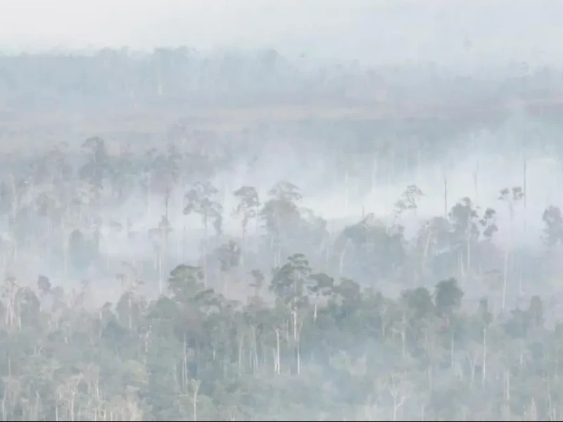 Karhutla Kalimantan Makin Buruk, Kabut Asap Ganggu Aktivitas Warga hingga Lintas Negara