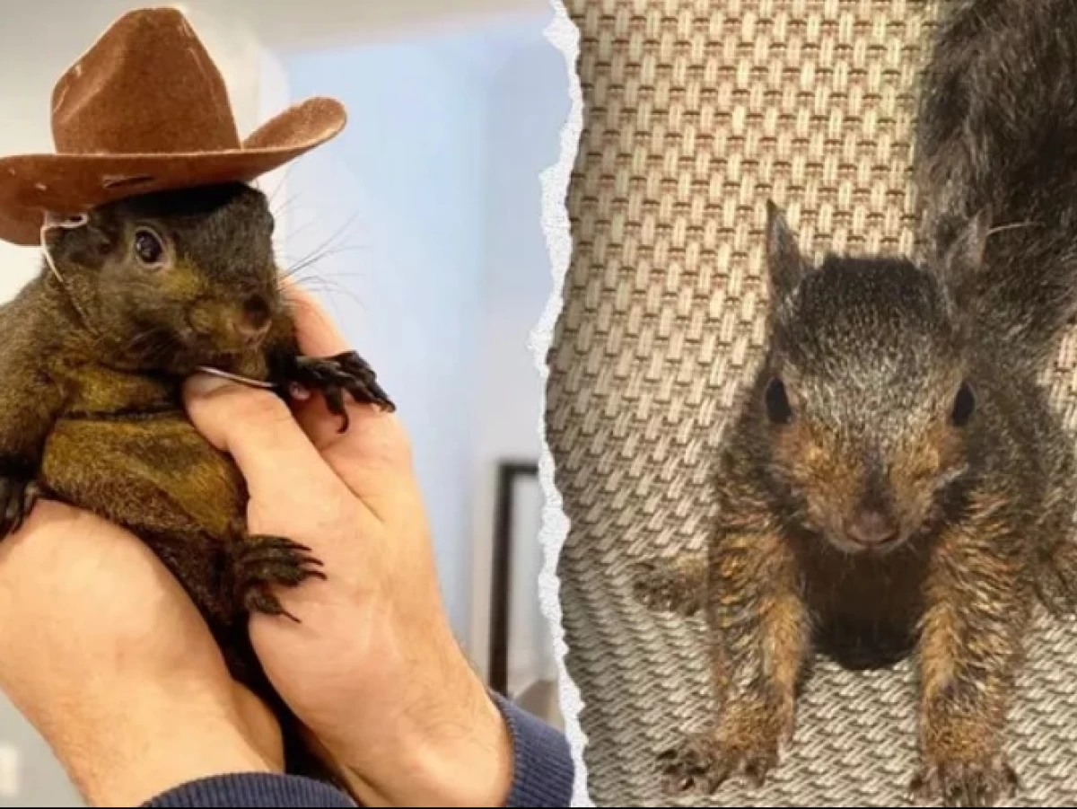 Viral Squirrel Peanut di New York, Ini Pandangan Islam tentang Eutanasia Hewan