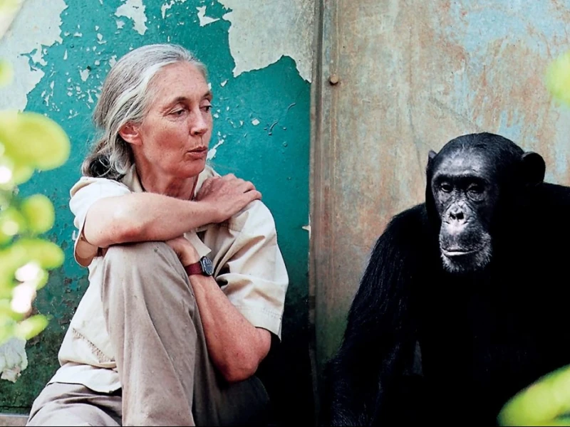 Bisikan dari Gombe: Jane Goodall, Harapan, dan Politik yang Lahir dari Hutan