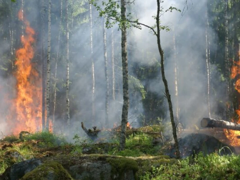 67 Ribu Hektar Lahan Terbakar, Target Emisi Nasional Terancam Tak Tercapai